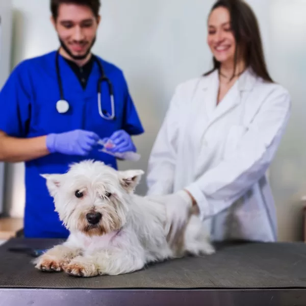 Melhor Curso de Auxiliar de Veterinario